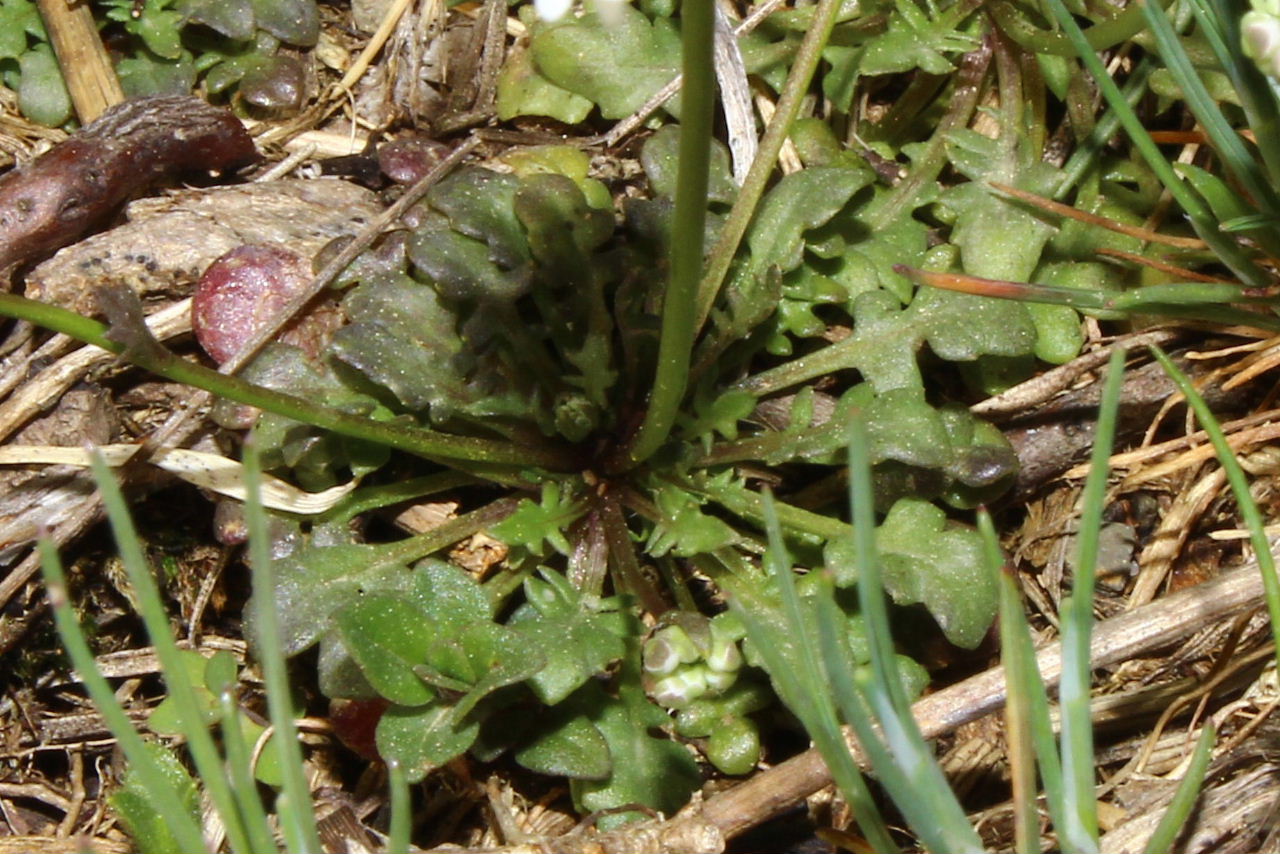 Teesdalia nudicaulis / Teesdalia a fusto nudo